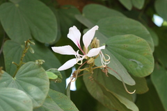 Bauhinia variegata